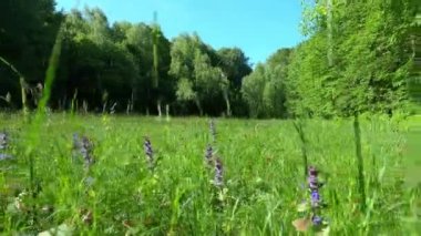 Glade in the forest with blooming  Salvia pratensis