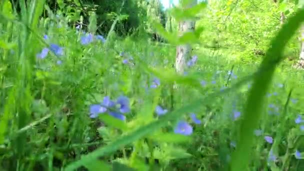 Glade Het Bos Met Bloeiende Salvia Pratensis — Stockvideo
