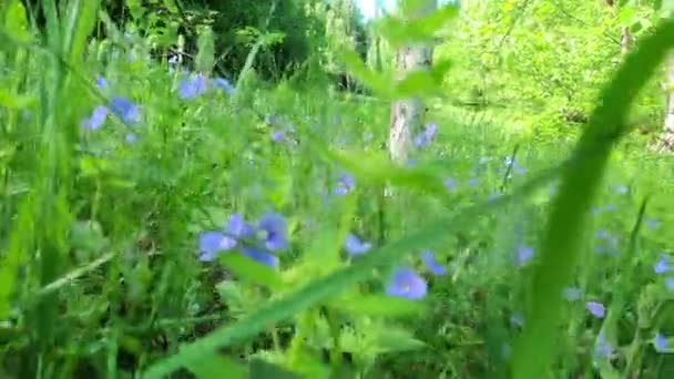 Glade Forest Blooming Salvia Pratensis — 图库视频影像