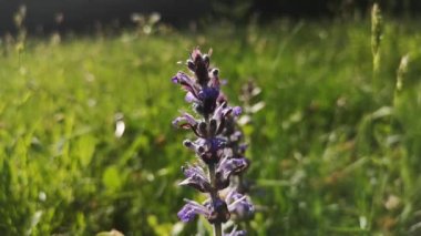 Close-up of a blooming Salvia pratensis