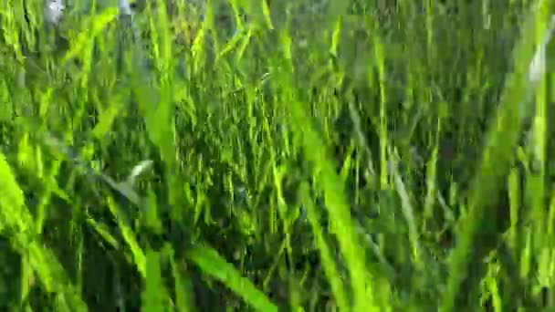 Мбаппе Играет Солнце Молодой Траве — стоковое видео
