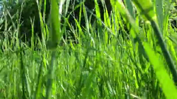 Piękna Gra Słońca Młodej Trawie — Wideo stockowe