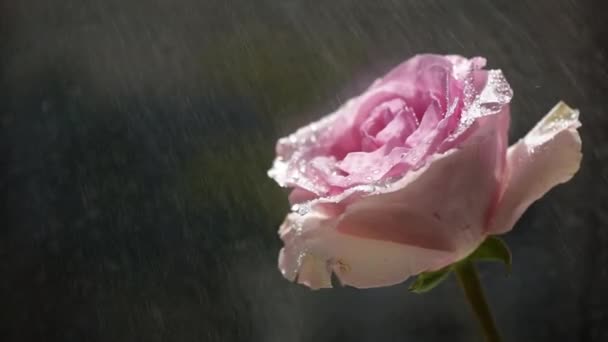 Close Dari Mawar Merah Muda Varietas Ekuador Dalam Hujan — Stok Video