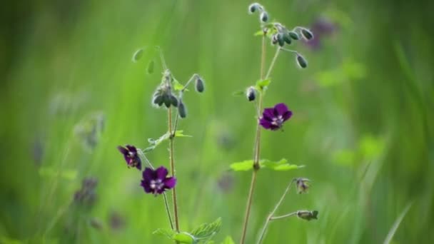 Geranium Phaeum Flowers Sway Wind — Stok Video
