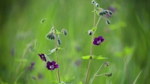 Geranium Phaeum Flowers Sway Wind — Stock Video