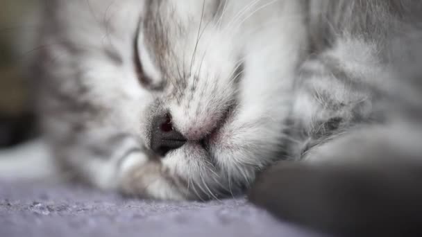 Портрет Спящего Пушистого Котенка — стоковое видео