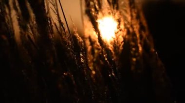 Gün batımında saha bitkilerinden geçen güneş diski