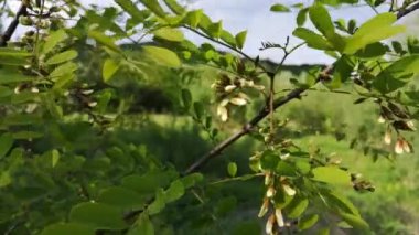 Genç yaprakları ve tomurcukları olan akasya ağacı.