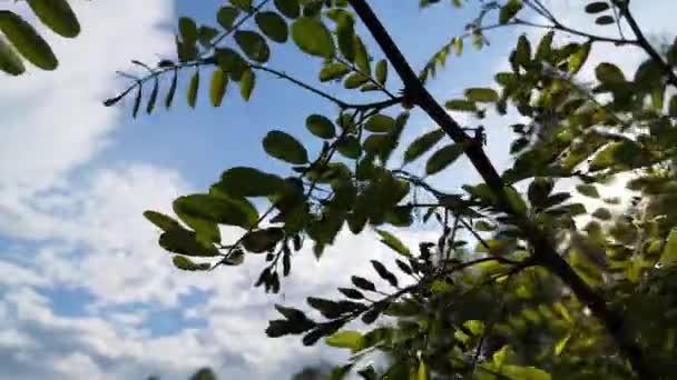 Árbol Acacia Con Hojas Brotes Jóvenes — Vídeos de Stock