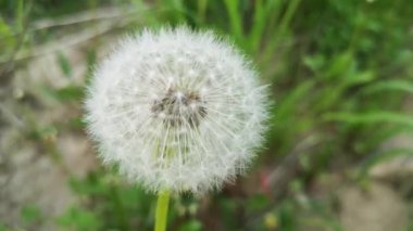 Büyük, tüylü dağ karahindibası. Yaklaş.
