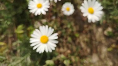 Nivyanik çiçekleri Karpat dağları vadisinde çiçek açar.
