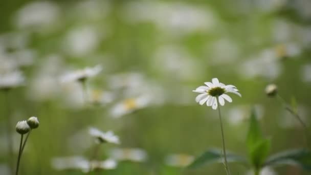 Nivyanik Fleur Leucnthemum Fleurir Dans Vallée Des Carpates — Video