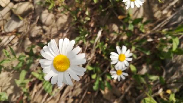 Nivyanik Fiore Leucnthemum Fioritura Nella Valle Dei Monti Carpazi — Video Stock