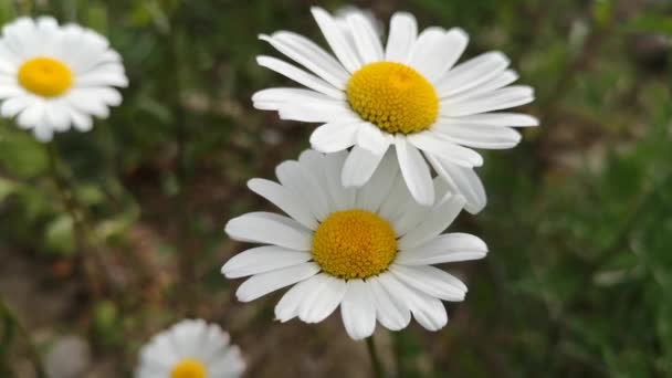 Nivyanik Květ Leucnthemum Květ Údolí Karpat — Stock video