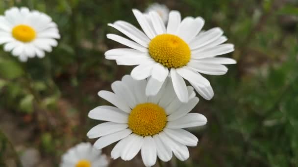 Nivyanik Flower Leucnthemum Bloom Valley Carpathian Mountains — Stock Video