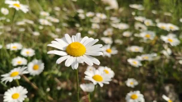 Nivyanik Flower Leucnthemum Bloom Valley Carpathian Mountains — Stock Video