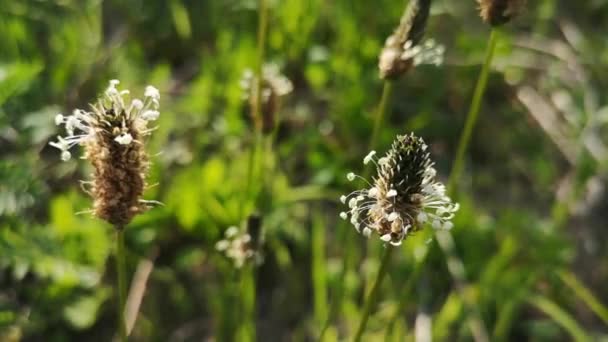 Plantain Fleurir Dans Une Prairie Printemps — Video