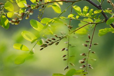 Genç yaprakları ve tomurcukları olan akasya ağacı.