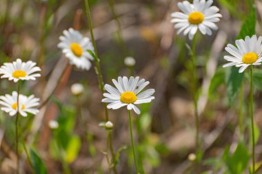 Nivyanik çiçekleri Karpat dağları vadisinde çiçek açar.