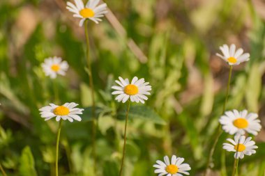 Nivyanik çiçekleri Karpat dağları vadisinde çiçek açar.