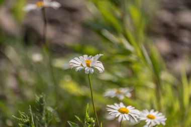Nivyanik çiçekleri Karpat dağları vadisinde çiçek açar.