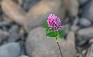 Yaz nehrinin kıyısında yabani yonca