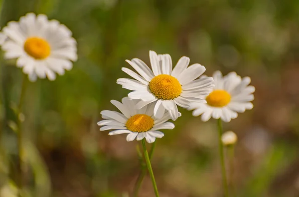Nivyanik Flower Leucnthemum Bloom Valley Carpathian Mountains — Stock Photo, Image