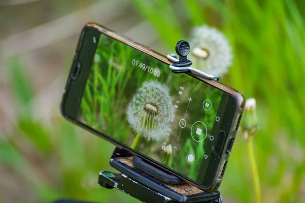 Video recording of a dandelion with a smartphone