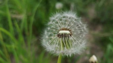 Büyük, tüylü dağ karahindibası. Yaklaş.