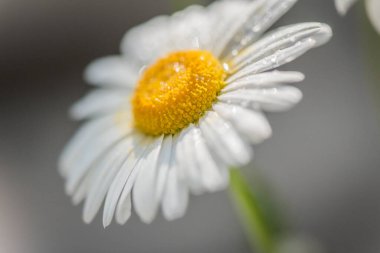 Nivyanik çiçeği Löminyum pencereye doğru çiçek açıyor