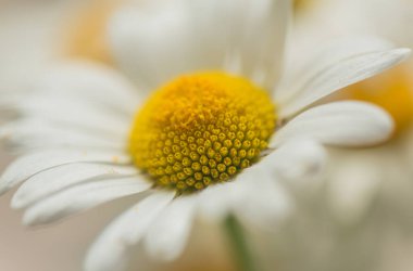Nivyanik çiçeği Löminyum pencereye doğru çiçek açıyor