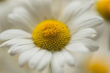 Nivyanik çiçeği Löminyum pencereye doğru çiçek açıyor