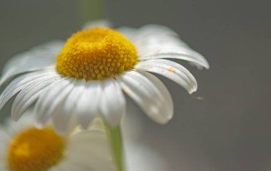 Nivyanik çiçeği Löminyum pencereye doğru çiçek açıyor