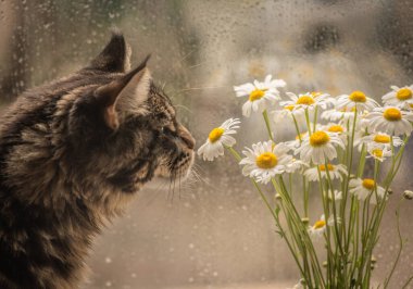 Maine Rakunu mermer rengi Nivyanik Leucnthemum çiçeğiyle oynar 