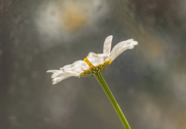 Λουλούδι Nivyanik Leucnthemum Ανθίζει Πάνω Από Παράθυρο — Φωτογραφία Αρχείου