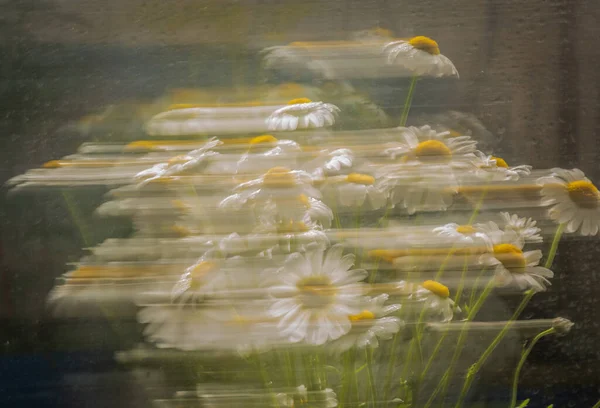 Buquê Flor Nivyanik Leucnthemum Movimento Para Fundo — Fotografia de Stock