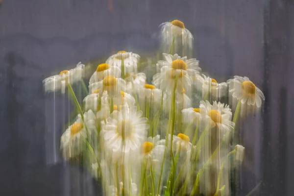 Buquê Flor Nivyanik Leucnthemum Movimento Para Fundo — Fotografia de Stock