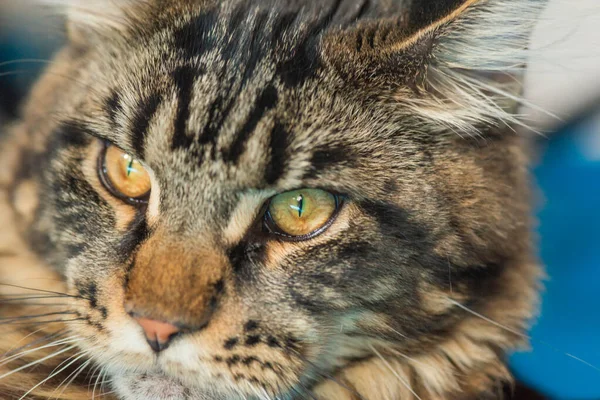 Porträt Eines Maine Coon Kätzchens Mit Marmorierter Farbe — Stockfoto