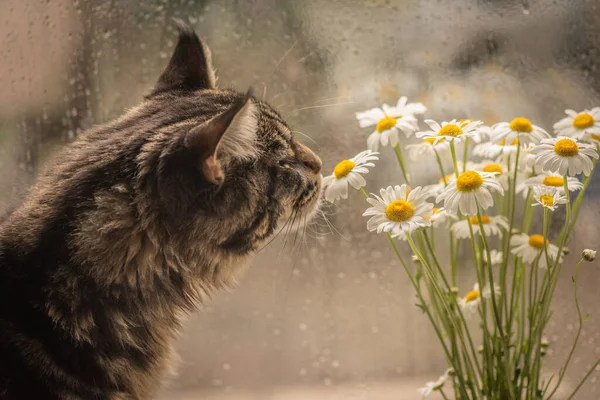 Maine Coon Marmeren Kleur Speelt Met Een Nivyanik Leucnthemum Bloem — Stockfoto