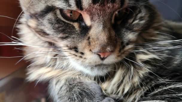 メインコーン子猫の大理石の色の肖像画 — ストック動画