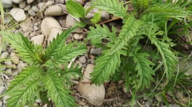 Lycopus europaeus L. 'in genç yaprakları nehir kıyısında.