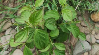 Nehir kıyısındaki genç çim çalısı Cornus Sanguinea