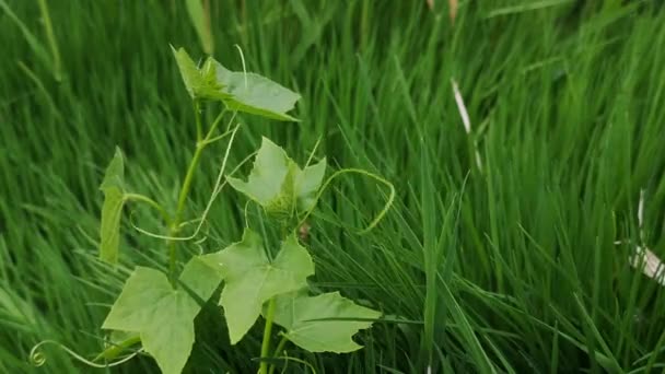 Wild Växt Echinocystis Mot Bakgrund Frodigt Gräs — Stockvideo