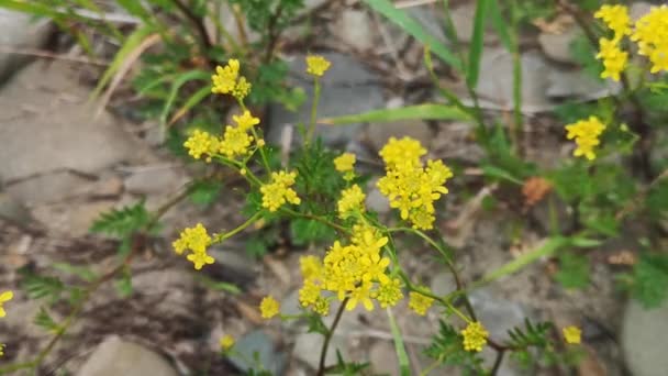 Pianta Selvatica Con Fiori Gialli — Video Stock