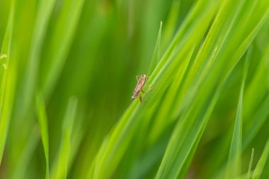 Böcek doğal ortamında