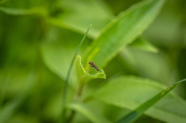 Böcek doğal ortamında