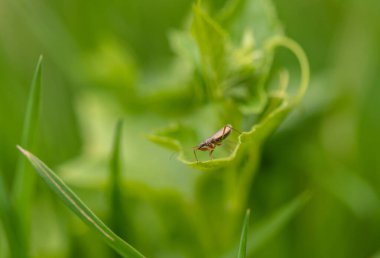 Böcek doğal ortamında