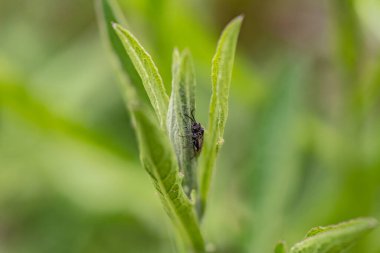 Böcek doğal ortamında