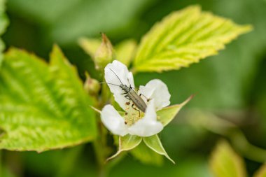 Böcek doğal ortamında