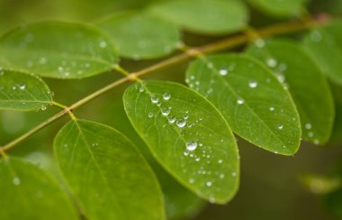 Akasya yaprakları üzerinde saf yağmur damlaları